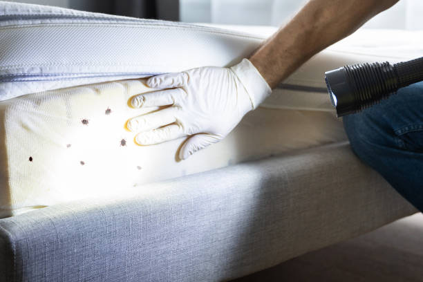 Best Bed Bug Extermination  in Ashland, OR